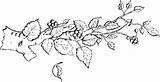 Coloring Pages Branch Garden sketch template