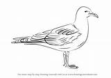 Gull Common Draw Drawing Step Drawingtutorials101 Seabirds Tutorials Gemerkt Von sketch template