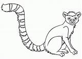 Lemur Coloring Pages Colouring Ring Tailed Comments sketch template