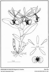 Epidendrum Drawing Vasquez Sánchez Hágsater Herbaria Amo Difforme 2006 Type Website Group sketch template