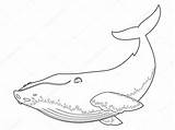 Whale Humpback Ballena Jorobada Colorear Libro Vectorified sketch template