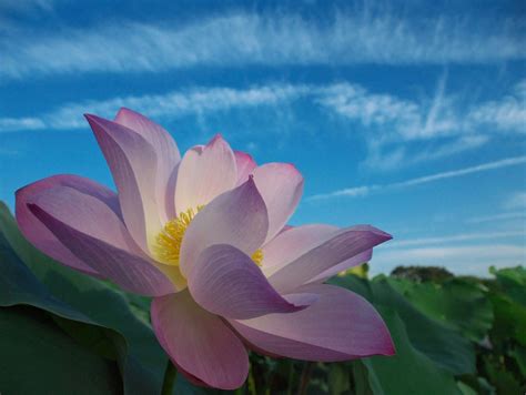 Fleur De Lotus Images Gratuites Fotomelia