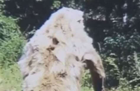 New Interesting Theory About Bigfoot Could Explain Some Things