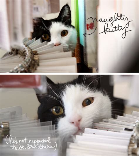 Naughty Kitty Kwernerdesign Blog
