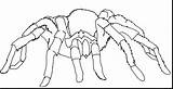Spider Coloring Pages Tarantula Wolf Printable Cartoon Kids Halloween Cute Drawing Print Book Spiders Color Puppy Clipart Pokemon Animals Designlooter sketch template