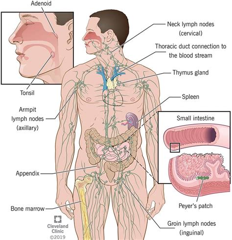 Lymphatic System Parts And Common Problems