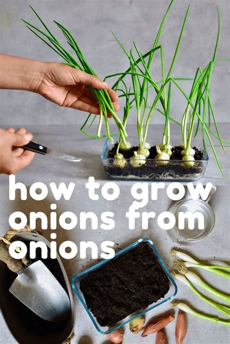 grow onions  home  food scraps growing spring onions