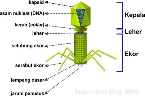 struktur tubuh virus ukuran bentuk bagian bagian  fungsinya biologijk
