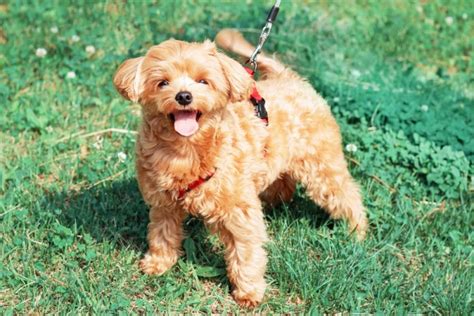 brown dog breeds big small fluffy  pictures pet keen