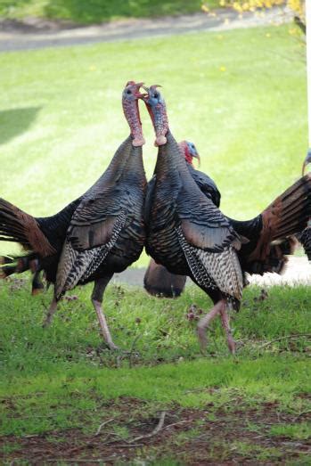 the mental and amorous qualities of the wild turkey the new yorker