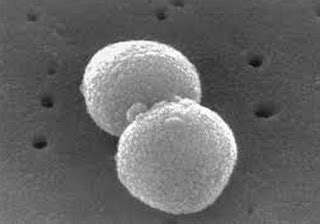 coccus genetic engineering info