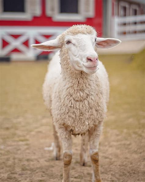 adopter  mouton ce quil faut savoir animaux de la ferme autour