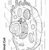 Biologycorner sketch template