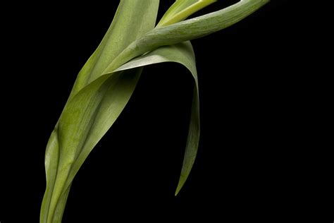 plant stem desktop wallpaper