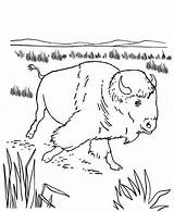 Coloring Bison Pages Meadow Color sketch template