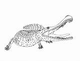 Sarcosuchus sketch template