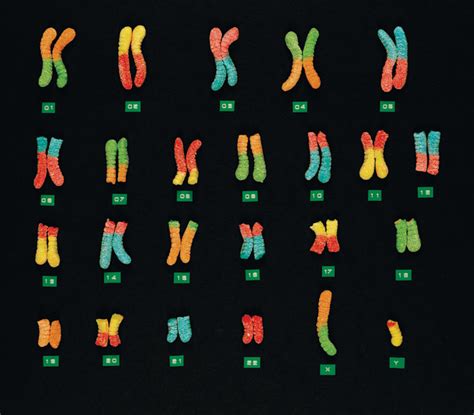 Cienciando Adn Y Cromosomas T 5 E 1