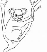 Animals Drawing Rainforest Koala Endangered Draw Species Coloring Australian Drawings Line Animal Pages Kids Nocturnal Cartoon Step Easy Templates Jungle sketch template