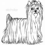 Yorkshire Terrier Yorkie Coloriage Puppy Dibujar Akc Energetic Affectionate Omalovánky Terriers Yorkies Colorier Apso Tzu Shih sketch template