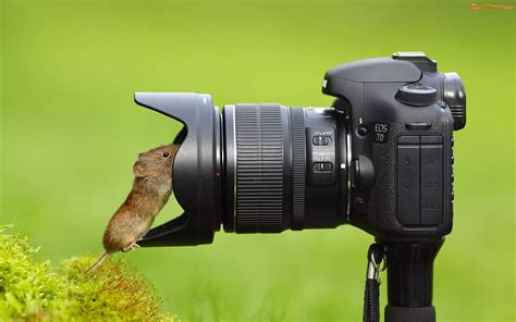 zdjecie aparat krzew myszka fotograficzny