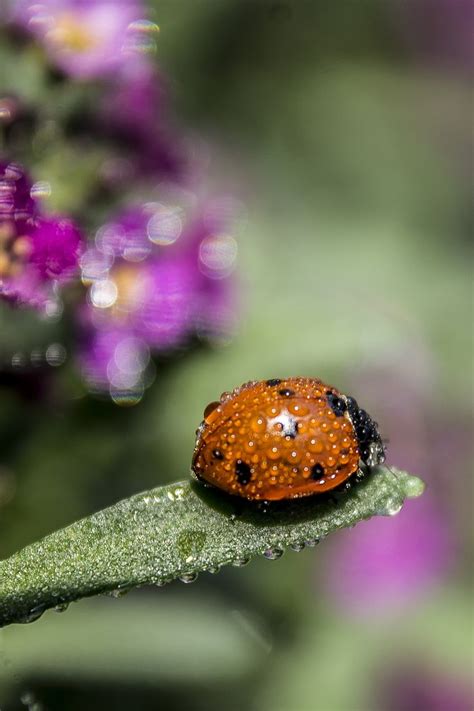 17 best images about flowers and ladybugs on pinterest
