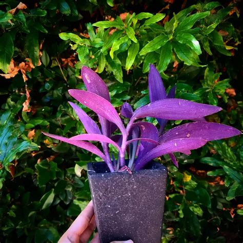 purple heart plant setcreasea pallida care    care grow