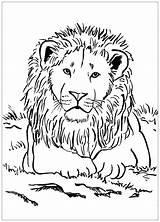 Lion Coloring Kids Pages Print Simple Animal Printable Animals Children Justcolor Cat sketch template