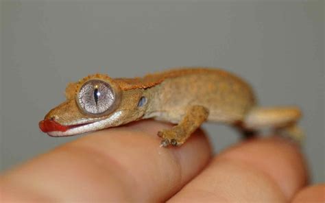 gecko mays   big eye   lost  toes   bad shed