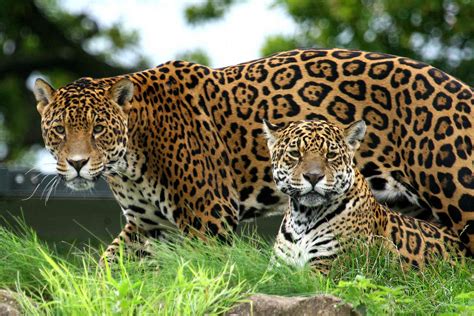 enthralling jaguar facts