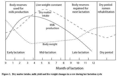 managing cow lactation cycles the cattle site