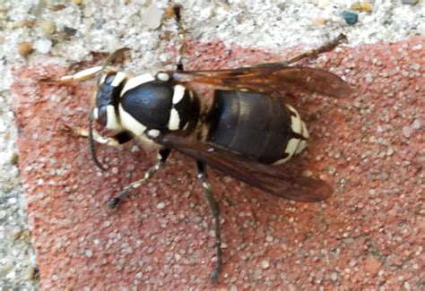 bald faced hornet   complete guide whats  bug