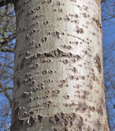 bark tree guide uk bark used for tree identification