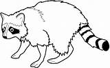 Raccoon Szop Pracz Kolorowanka Racoons Kot Dziki Druku Netart Malowankę Wydrukuj Anbu sketch template