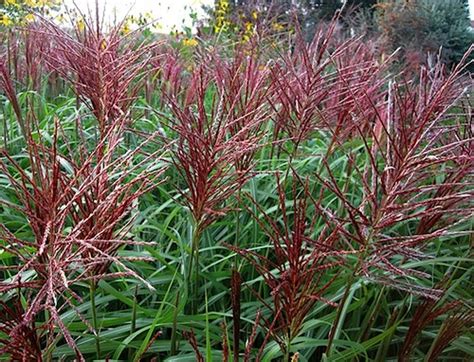 red silver maiden grass miscanthus sinensis rotsilber red flower