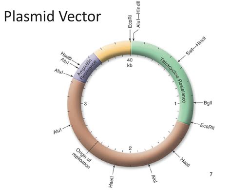 plasmid vector diagram quizlet