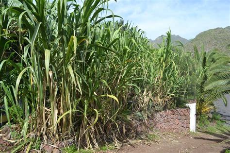 root sugarcane cuttings canarius blog