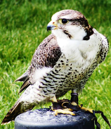 bird  prey  stock photo public domain pictures