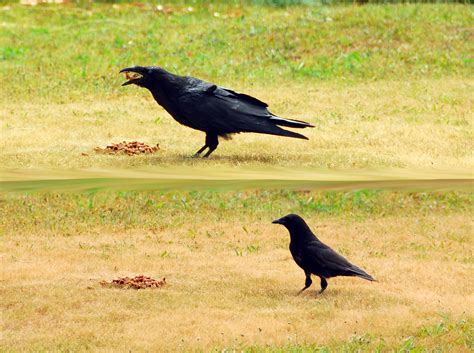 What S The Difference Between A Crow And A Raven