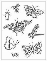 Insetos Colorir Bugs Insects Desenhos Moldes Butterflies Contact Scholarschoice sketch template