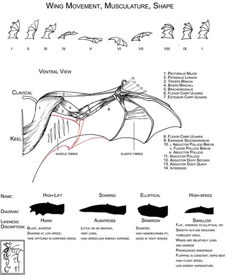 wing structure     obloquycondemed  deviantart wing anatomy