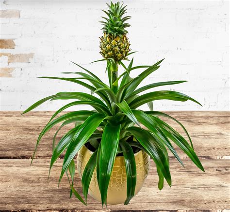 pineapple plant  flowers