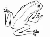 Amphibians Reptile Amphibian Clipartbest Animal Colorings Search sketch template
