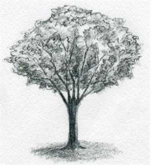 draw  tree simply  easily