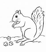 Squirrel Coloring Pages Squirrels Printable Drawing Color Print Baby Kids Funny Drawings Drawn Animals sketch template