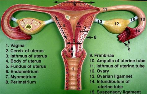 labeled female anatomy model google female anatomy model female reproductive system