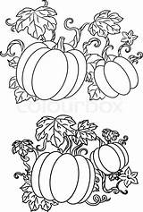 Pumpkins Pumpkin Line Drawings Drawing Vine Leaf Coloring Leaves Vines Vector Growing Color Pages Stock Illustration Halloween Colourbox Trailing Getdrawings sketch template