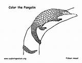 Pangolin sketch template