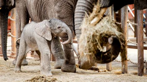 geboren afrikaanse olifant  beekse bergen eerste  benelux dieren nunl