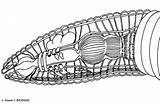 Earthworm Dissection Anatomy Drawing Biologycorner Earthworms Aortic Gizzard Pharynx Vessel Esophagus Arches Dorsal Brain Blood Label Crop Choose Board sketch template