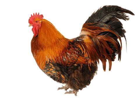 cock png high quality image png arts free hot nude porn pic gallery
